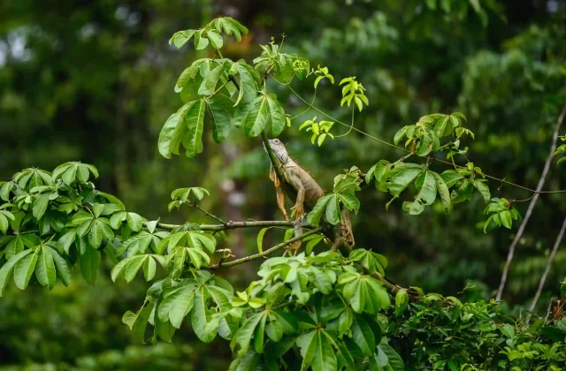 tambopata tour amazon14