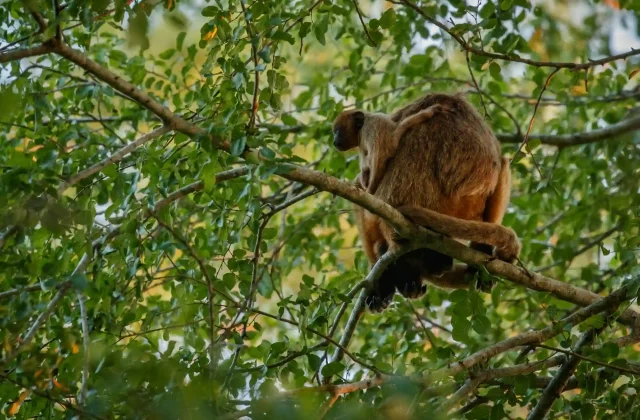 tambopata tour amazon3