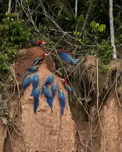 Tour Reserva de tambopata 2 Dias