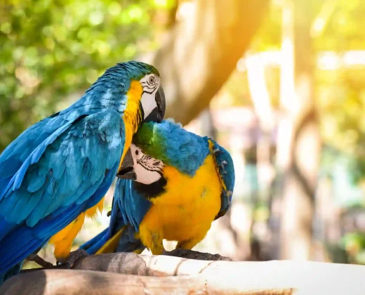 Tour Reserva de tambopata 2 Dias
