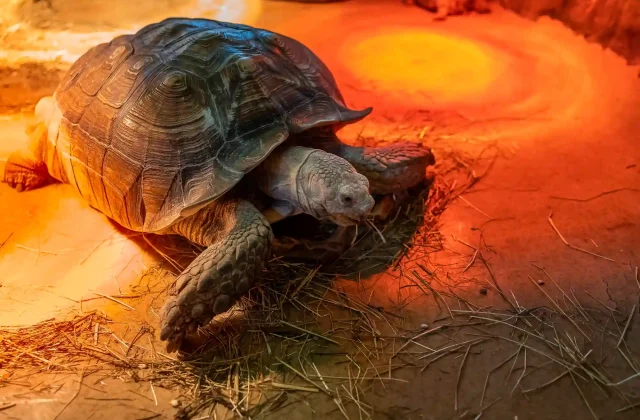 large-turtle-is-its-terrarium-infrared-light-lamps
