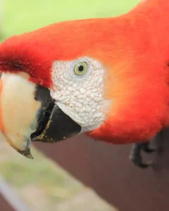 Tour Reserva de tambopata 2 Dias