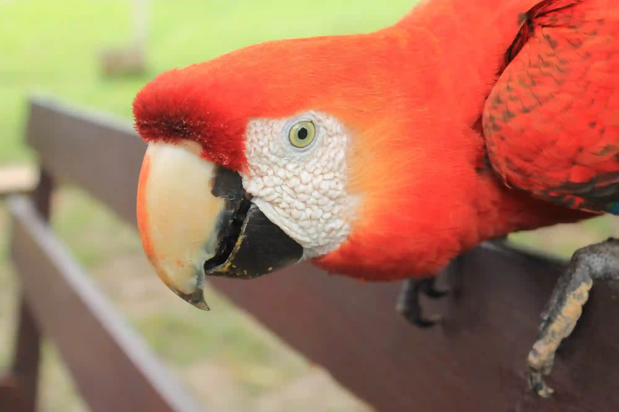 Selva Peru