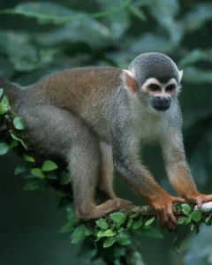 Tour Reserva de tambopata 2 Dias