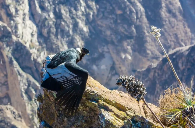 condor-colca-canyon-sittingperusouth-america-this-is-condor-biggest-flying-bird-earth