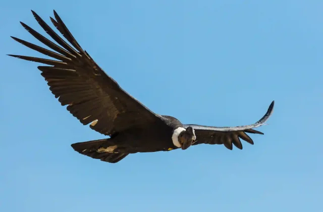 flying-condor-colca-canyon-peru