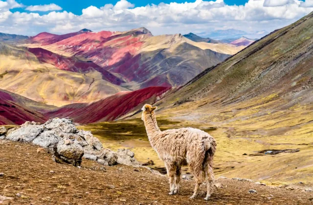 alpaca-palccoyo-rainbow-mountains-cusco-region-peru