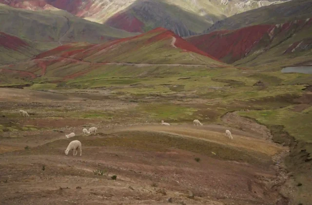 alpacas-grazing-freely-sevencolored-mountain-palcoyo-cusco-peru