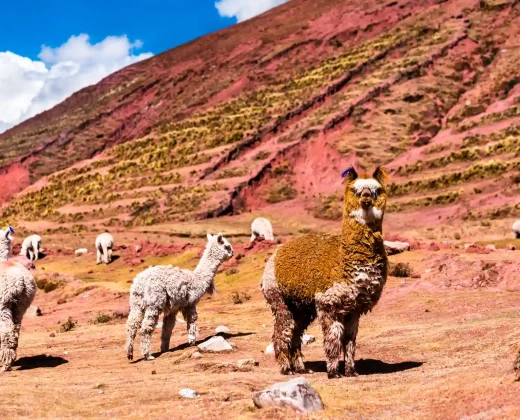 Tour Inca Jungle 1 Dia