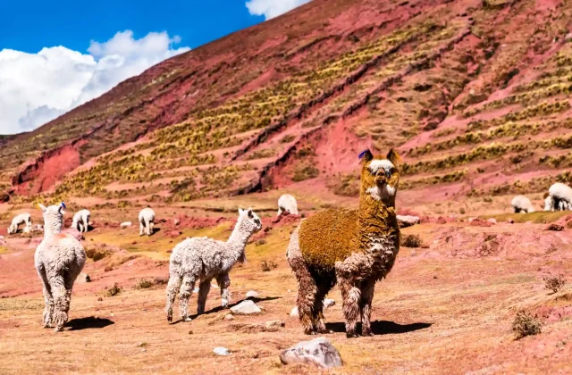 alpacas-palccoyo-rainbow-mountains-peru (1)