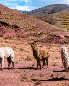 Excursión de un día a la Montaña Arcoíris de Palcoyo