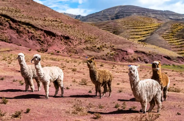 alpacas-palccoyo-rainbow-mountains-peru (2)