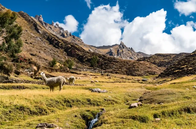 alpacas-palccoyo-rainbow-mountains-peru
