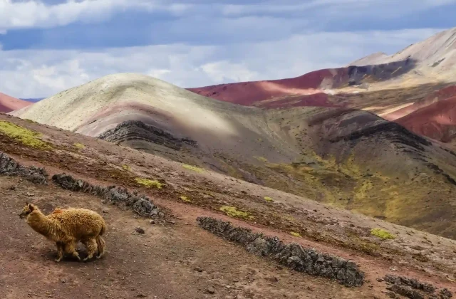 beautiful-palcoyo-rainbow-mountains-wild-llama-cusco-peru-cloudy-sky