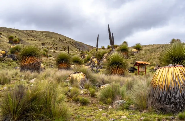 puya-raimondi-plants-pastoruri-glacier-trek-huaraz-peru
