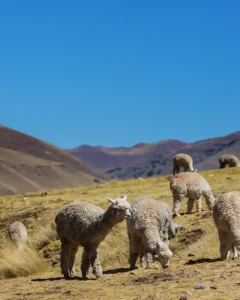 Tour al Valle Sagrado con Machu Picchu 2 Dias