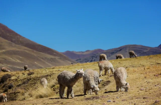 Sacred Valley Tour 23